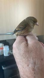 Bastaard putter, Dieren en Toebehoren, Mannelijk, Bastaard