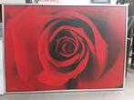 Schilderij rode roos met solide frame, Ophalen of Verzenden