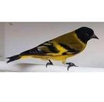 Zwartekop sijs te koop, Mannelijk, Wildzangvogel, Geringd