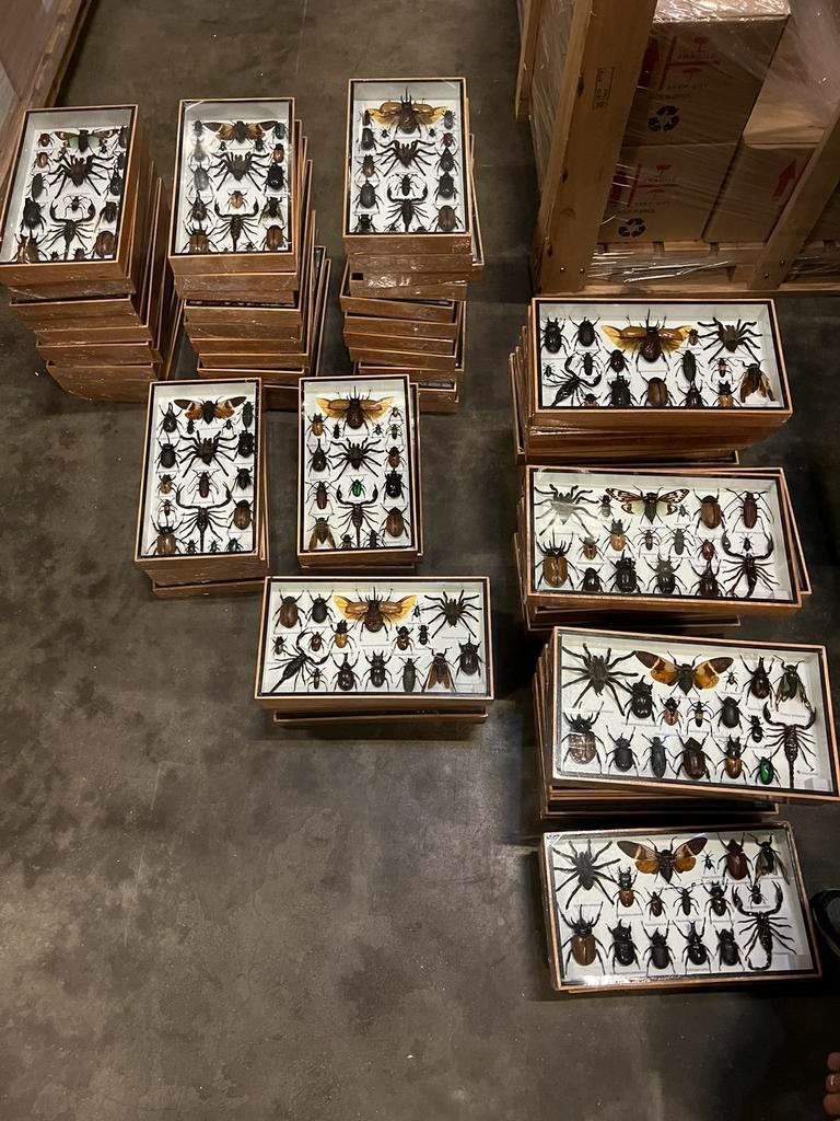 Opgezette bijzondere insecten in luxe lijsten vanaf €24,-, Verzamelen, Dierenverzamelingen, Ophalen of Verzenden, Nieuw, Insect