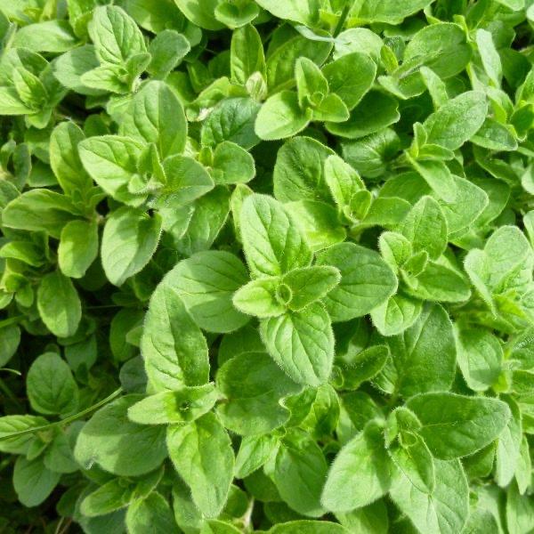 Verse Oregano plant - Ideaal voor kruidentuin en keuken, Ophalen, Volle zon, Vaste plant, Kruiden