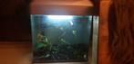 Aquarium 20 liter inclusief vissen en toebehoren, Dieren en Toebehoren, Vissen | Aquaria en Toebehoren, Ophalen, Zo goed als nieuw