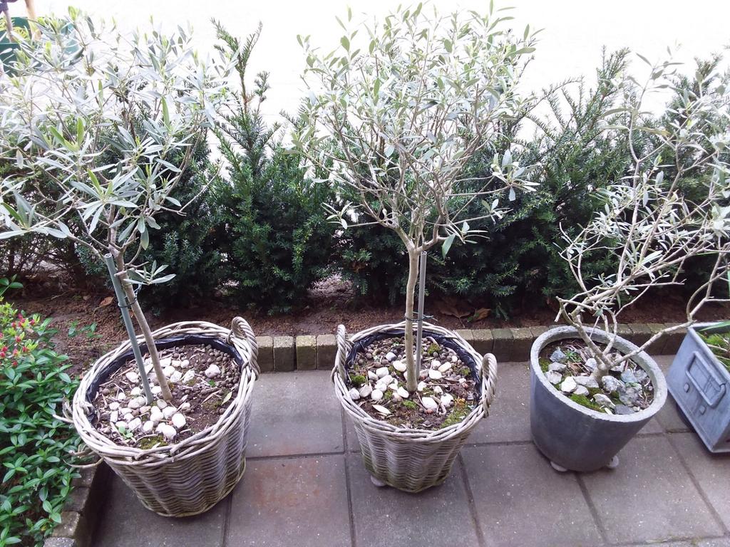 Olijfboompjes, Tuin en Terras, Ophalen, Overige soorten, Halfschaduw