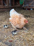 Broedeieren Brahma groot / Orphington groot, Dieren en Toebehoren, Geslacht onbekend, Kip