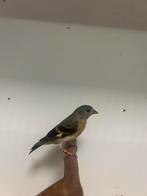 0-2 kapoetsen sijs, Dieren en Toebehoren, Vrouwelijk, Tropenvogel, Geringd