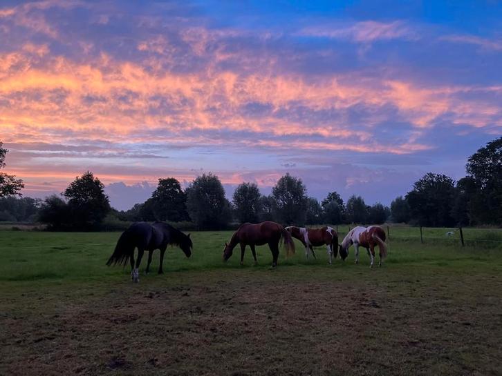 Weidegang aangeboden, Dieren en Toebehoren, Stalling en Weidegang, Weidegang, 1 paard of pony