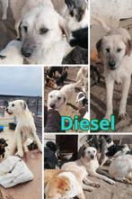 Diesel, groot formaat reu gecastreerd 4 jaar, Particulier, Reu, Buitenland, Eén hond
