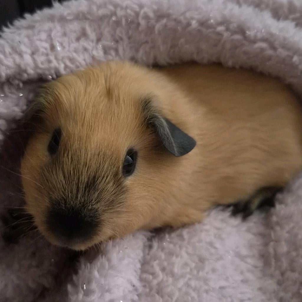 Crème californian zwart beertje, Cavia, Februari, Mannelijk, Tam