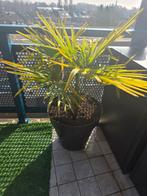 Mooie palmboom voor binnen of buiten, Volle zon, Vaste plant, Bloeit niet, Ophalen