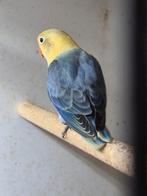 Jongen Fischeri agapornis yellow face opaline., Geslacht onbekend, Dwergpapegaai of Agapornis, Geringd