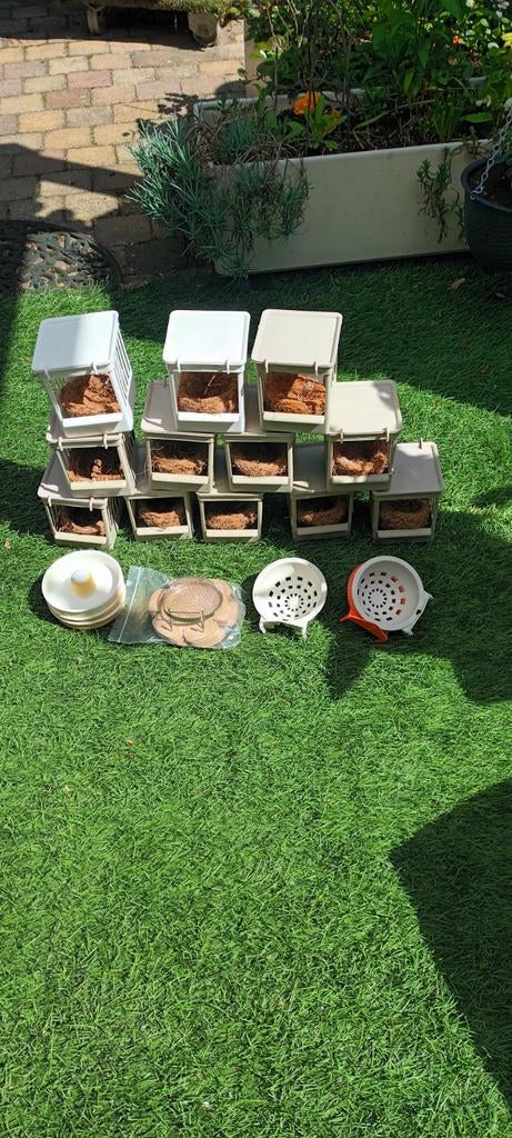 Broedhokjes kanarie, Dieren en Toebehoren, Vogels | Kanaries, Geslacht onbekend, Kleurkanarie