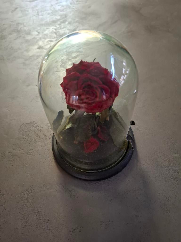 Prachtige Eeuwige Roos in Glazen Stolp - Uniek Cadeau, Ophalen, Nieuw