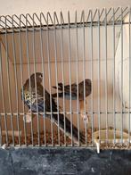 Koppel bourke's parkieten in aparte kleuren, Meerdere dieren, Parkiet