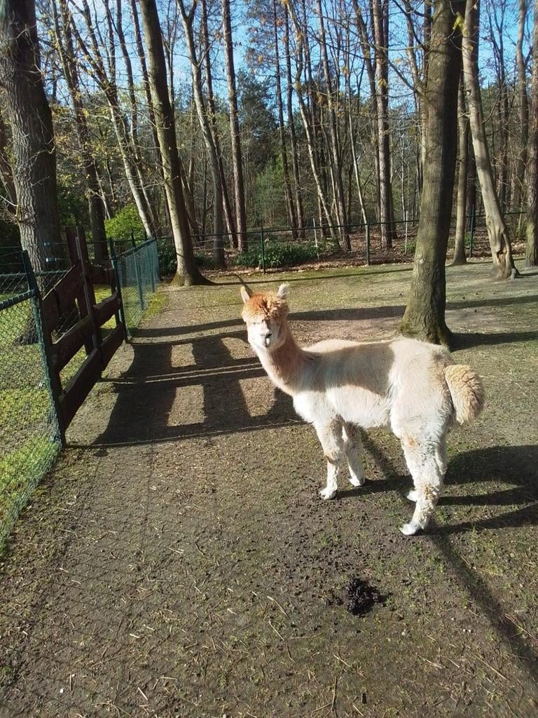 Alpaca hengst, Dieren en Toebehoren, Overige Dieren, Juli, Mannelijk