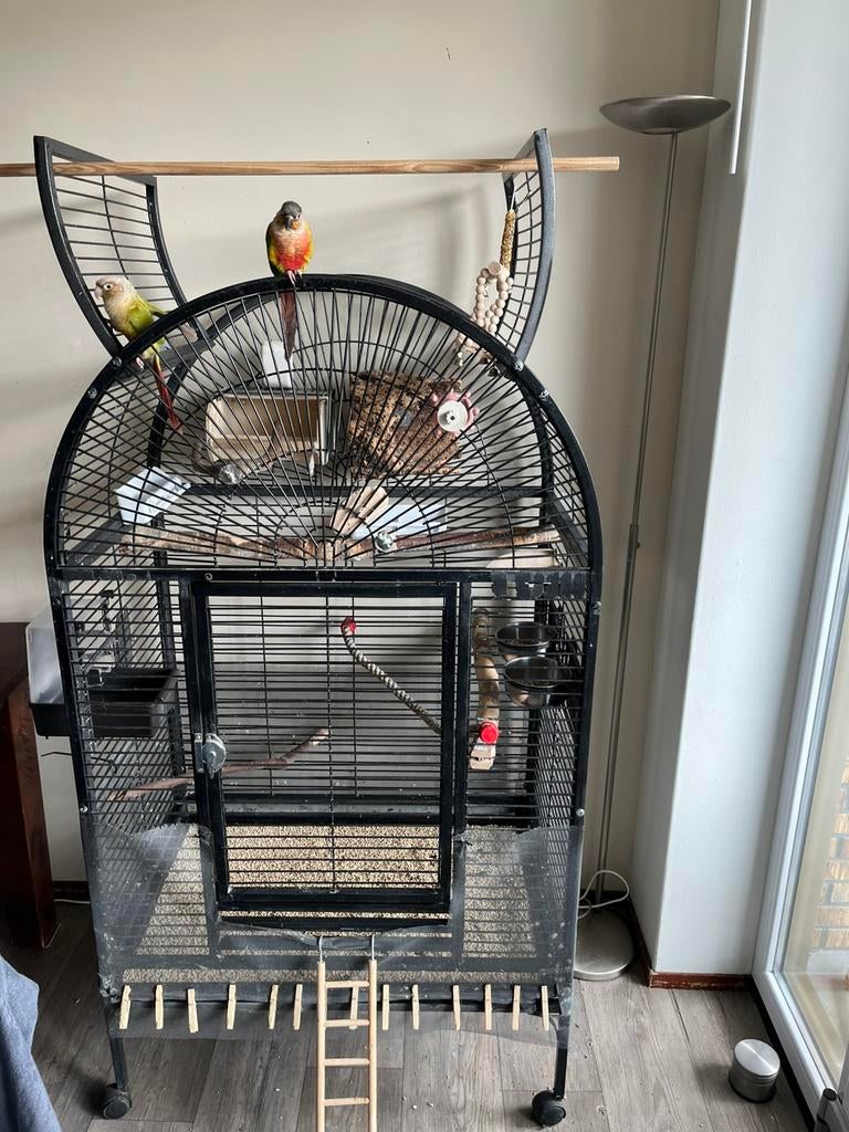 Tam Pyrrhura koppel met papieren, Ophalen of Verzenden, Zo goed als nieuw, Metaal, Vogelkooi