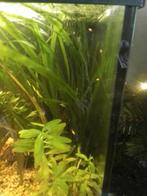 Zoetwatervissen, Kreeft, Krab of Garnaal, Zoetwatervis