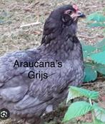 Groenlegger. Araucana legbar kippen, Vrouwelijk, Kip