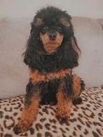 Prachtige black & tan toy poedel - toypoedel, Poedel, Parvo, Reu, 1 tot 2 jaar