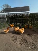 Bahhama haanen, Mannelijk, Kip