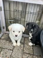 New English bulldog/poedel x chihuahua pups mogen verhuizen, Parvo, 8 tot 15 weken, Meerdere, Nederland