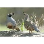 Californische kuifkwartels, Dieren en Toebehoren, Meerdere dieren