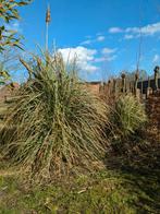 Pampusgras Pampus gratis zelf uitgraven, meerdere stuks, Ophalen, Overige soorten, Volle zon