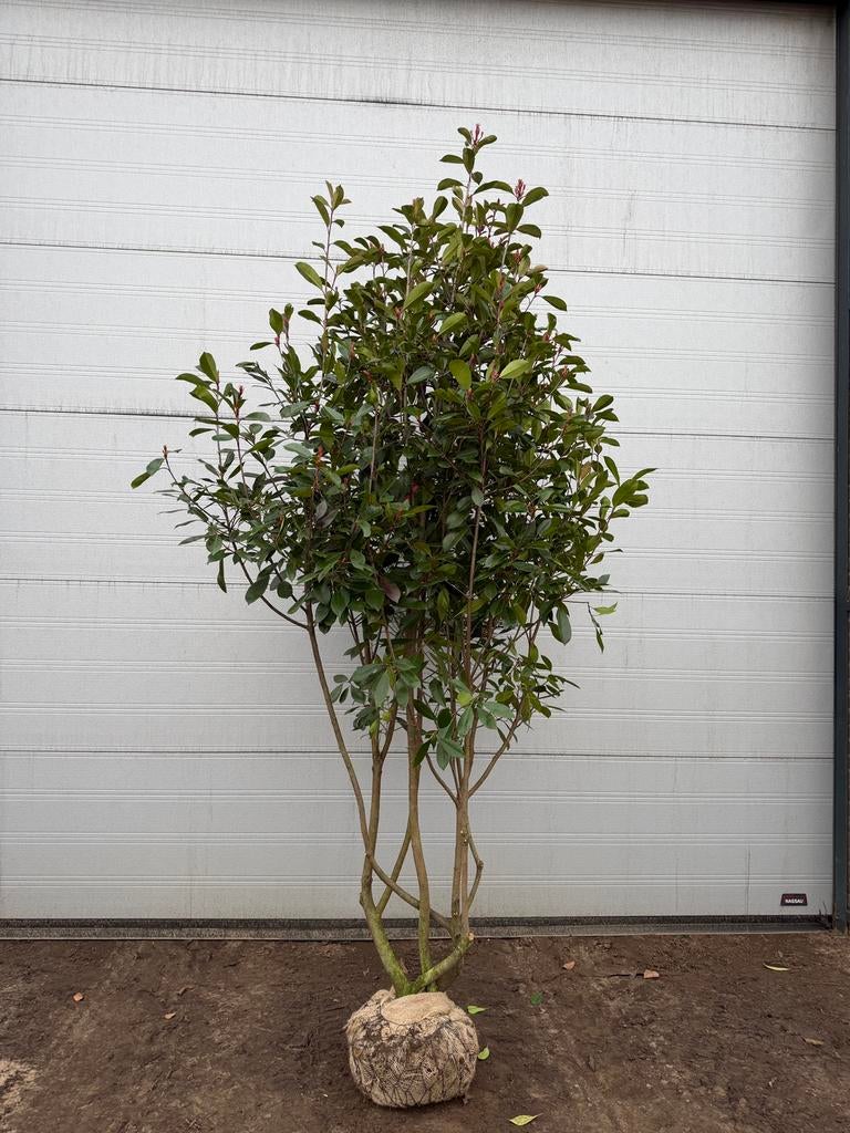 Photinia fras. ‘Red Robin’ | Meerstammig | 200cm, Ophalen, Overige soorten, 100 tot 250 cm