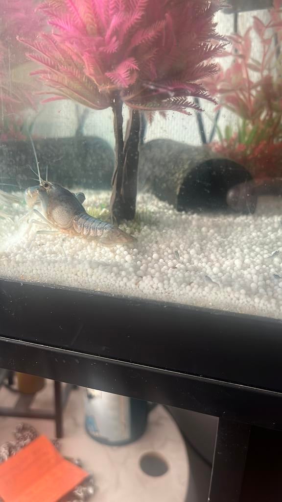 Blauwe kreeften, Vis