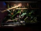 Terrarrium / paludarium, Dieren en Toebehoren, Reptielen en Amfibieën | Toebehoren, Ophalen of Verzenden, Zo goed als nieuw