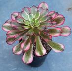 Aeonium Meiji, Vetplant, Ophalen of Verzenden, Minder dan 100 cm, Bloeiende kamerplant