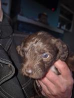 Te koop kruising Toypoedel puppy's., Dieren en Toebehoren, Poedel, Parvo, 8 tot 15 weken, Meerdere