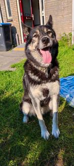 Mechelse herder/Husky reu, 6 jaar of ouder, Parvo, Eén hond, Nederland