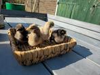 usa zijdehoen kuikens koekoek en choco, Dieren en Toebehoren, Pluimvee, Geslacht onbekend, Kip