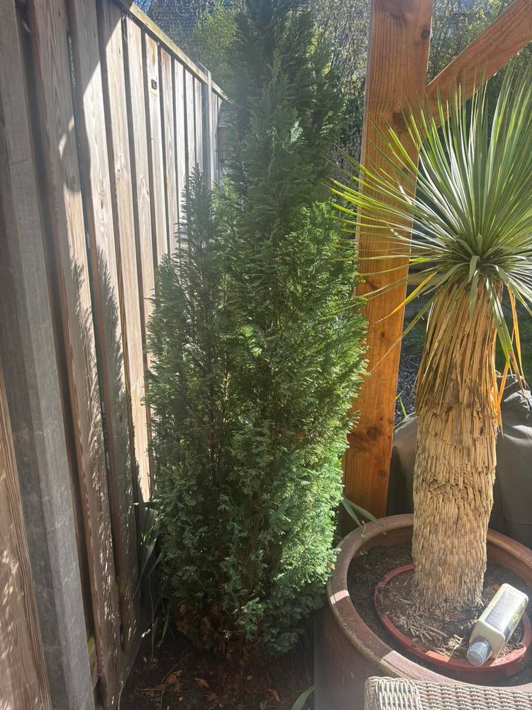 Coniferen, Tuin en Terras, Planten | Struiken en Hagen, Ophalen, Conifeer, 100 tot 250 cm