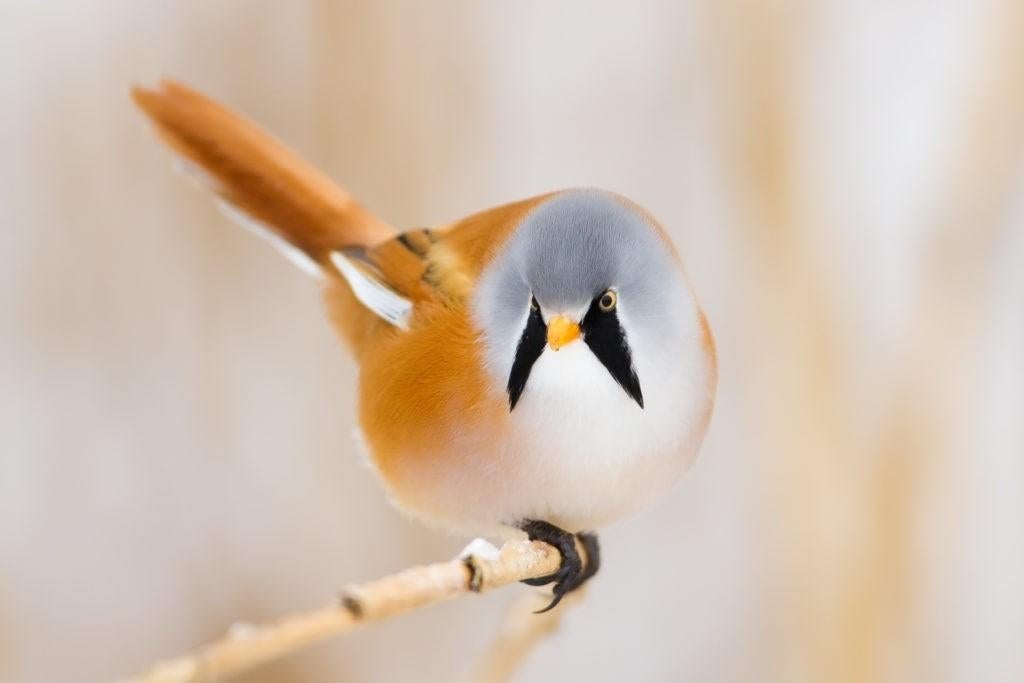 Koppel Baardmannetjes beschikbaar, Meerdere dieren, Wildzangvogel, Geringd