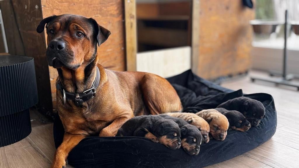 Mooie Mastweiler pups, Reu, 8 tot 15 weken, Meerdere, Rottweiler
