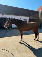 Te koop toekomstig sportpaard!, Springpaard, Met stamboom, Ruin, Zadelmak