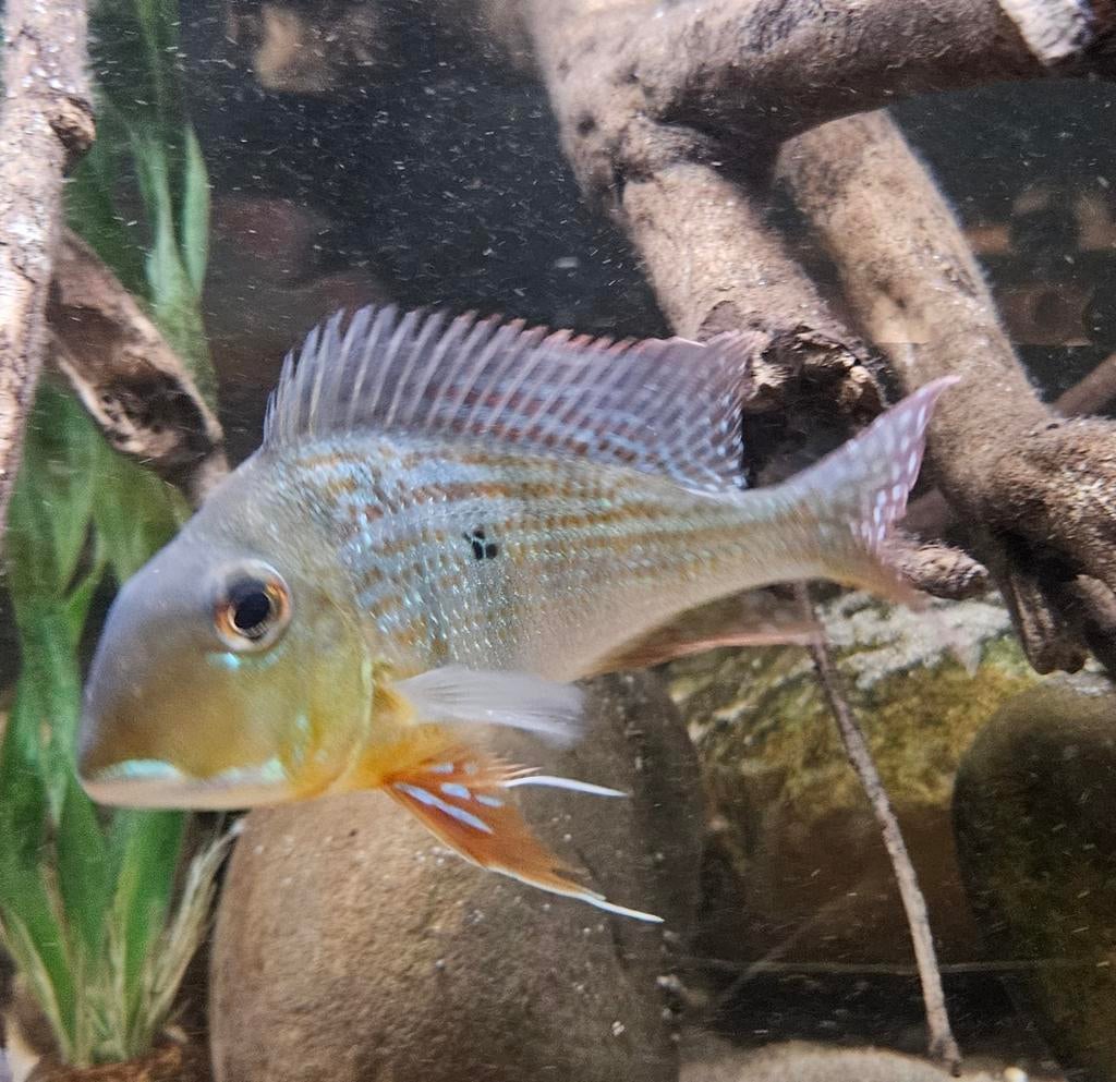 Z. Am. Cichliden: Geophagus altifrons "Barra Mansa" Alenquer, Dieren en Toebehoren, Vis, Zoetwatervis