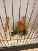 Fischeri, Dieren en Toebehoren, Meerdere dieren, Dwergpapegaai of Agapornis