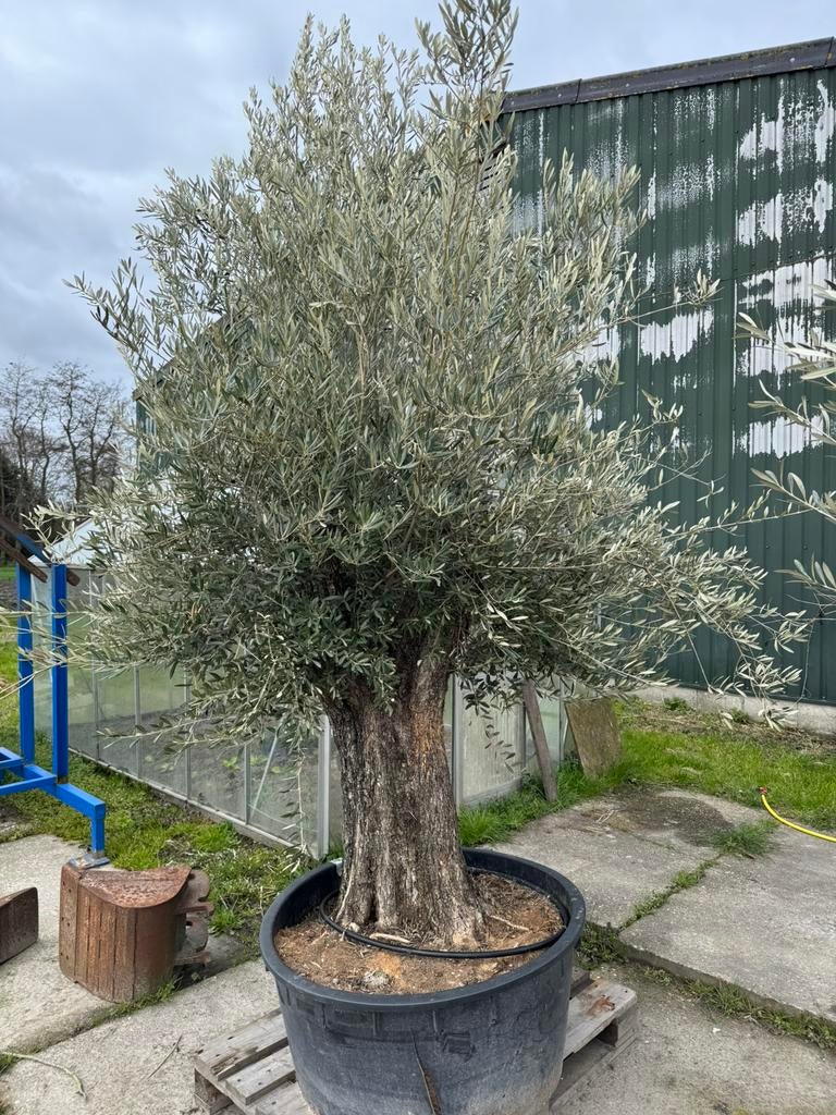 Olijfboom Olea europea bonsai, Volle zon, Ophalen of Verzenden, Olijfboom, 250 tot 400 cm