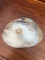 Prachtige Parelmoer Schelp - 15 cm, Ophalen of Verzenden