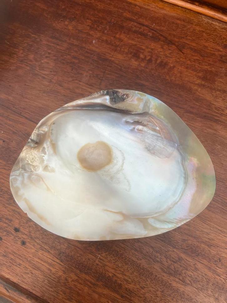 Prachtige Parelmoer Schelp - 15 cm, Antiek en Kunst, Curiosa en Brocante, Ophalen of Verzenden