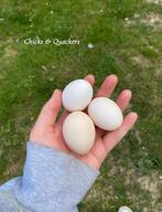 Cochin kriel broedeieren - Raszuiver! 🥚, Dieren en Toebehoren, Geslacht onbekend, Kip