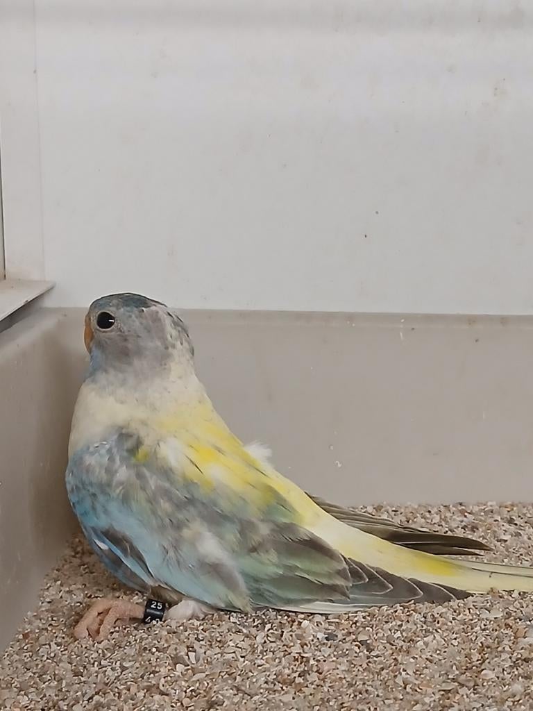 Splendid parkiet pop 2025 Limburg België, Dieren en Toebehoren, Vogels | Parkieten en Papegaaien, Vrouwelijk, Parkiet, Geringd