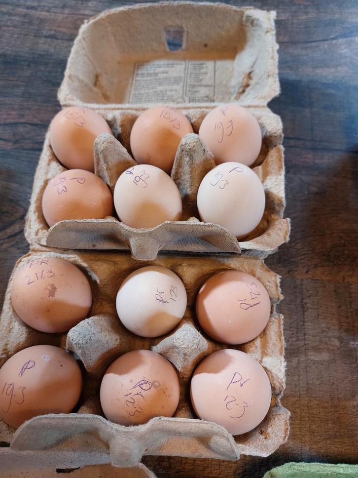 Broedeieren lakenvelder groot, Plymouth Rock kriel cochin kr, Dieren en Toebehoren, Pluimvee, Kip, Geslacht onbekend