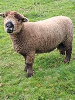 Gezocht dekram Ryeland schaap