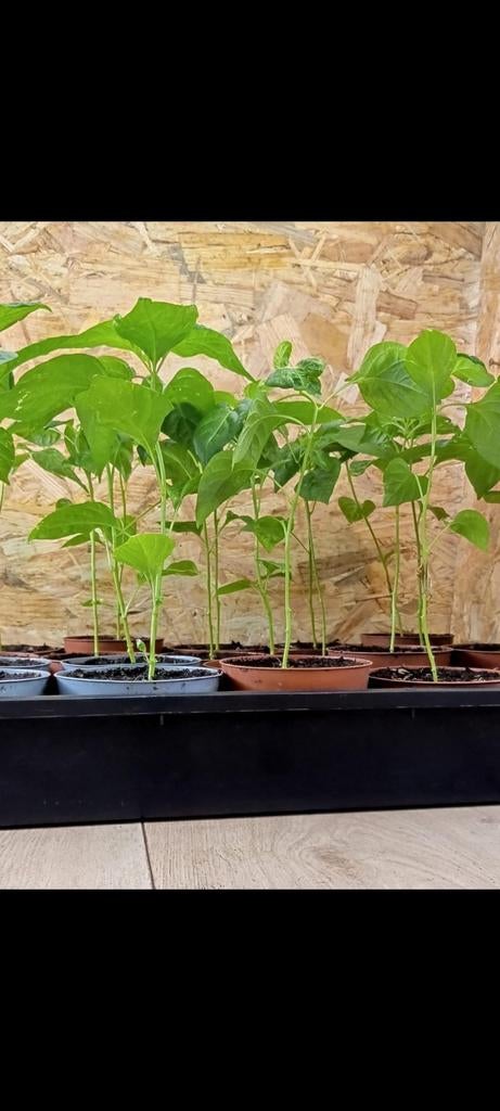 Madame Jeanette Pepers Plant, Tuin en Terras, Planten | Tuinplanten, Ophalen of Verzenden