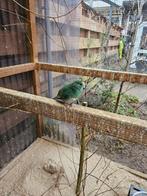 Koppel kakariki gezoomd blauwe en gele, Dieren en Toebehoren, Vogels | Parkieten en Papegaaien, Meerdere dieren, Parkiet, Geringd