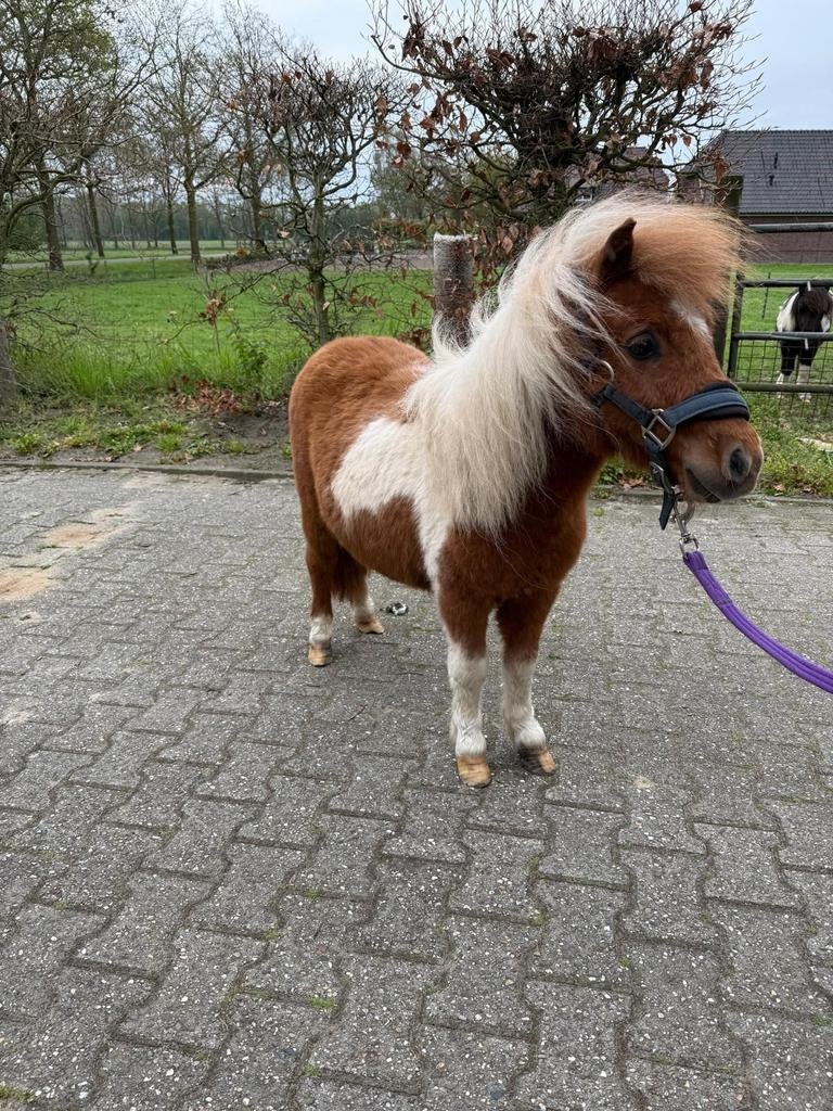 Te koop bonte schetlanderhengst, Merrie, 0 tot 2 jaar