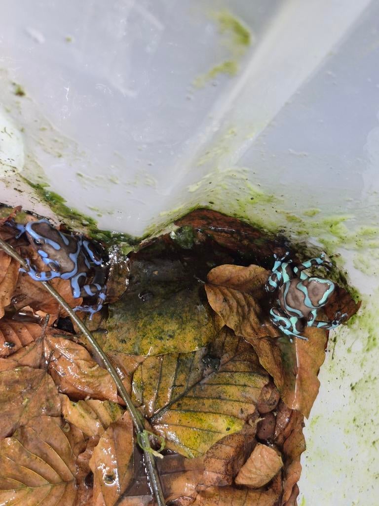 1x Dendrobates auratus Panama Special, Dieren en Toebehoren, Reptielen en Amfibieën, Overige soorten, 0 tot 2 jaar